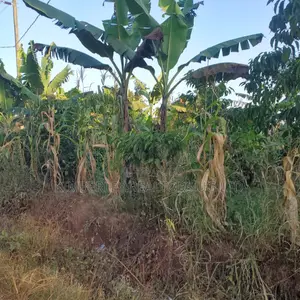 5 Acres of Land for Sale - Kiwenda Nazareth
