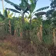5 Acres of Land for Sale - Kiwenda Nazareth - 1