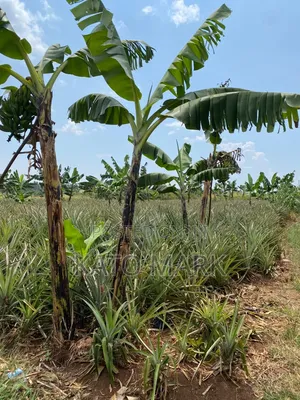 7 Acres Farmland for Sale in Kayunga Kitwe