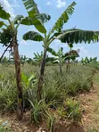 7 Acres Farmland for Sale in Kayunga Kitwe - 1