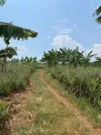 7 Acres Farmland for Sale in Kayunga Kitwe - 2