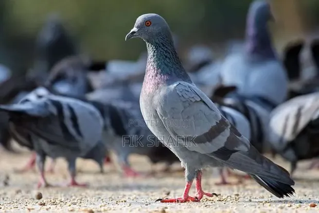 Quality Pigeons (Male & Female) - 1