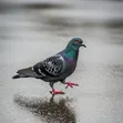 Quality Pigeons (Male & Female) - 2