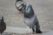 Quality Pigeons (Male & Female) - 3