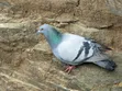 Quality Pigeons (Male & Female) - 4