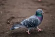 Quality Pigeons (Male & Female) - 5