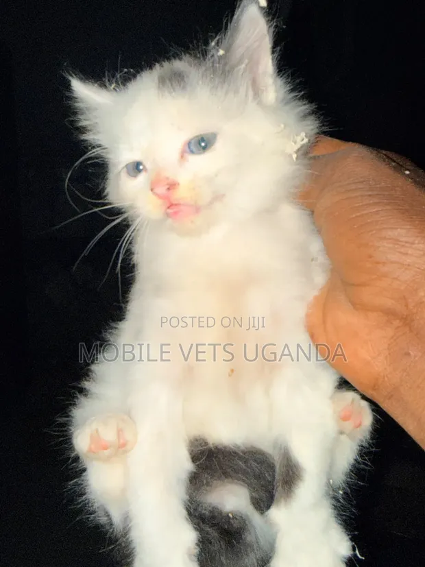 Female Purebred Exotic Kitten, 0-1 Month - 1
