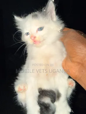 Female Purebred Exotic Kitten, 0-1 Month
