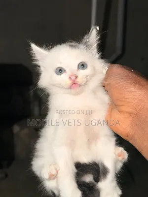 Purebred Sphynx Kitten - 0-1 Month Old Male