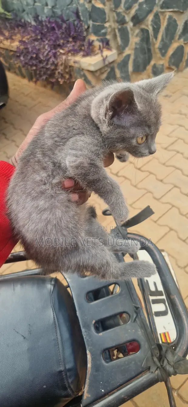 1-3 Month Male Purebred American Curl Kitten - 1