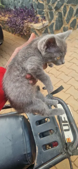 1-3 Month Male Purebred American Curl Kitten
