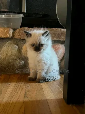 0-1 Month Male Purebred Ragdoll Kitten