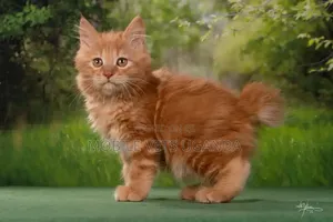 Purebred Male Maine Coon Kitten (1-3 Months)