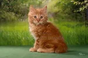 Purebred Female Maine Coon Kitten (0-1 Month)