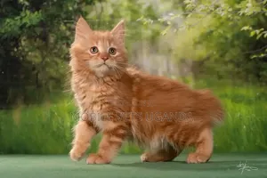 Purebred Ragdoll Kitten - 3-6 Months Old