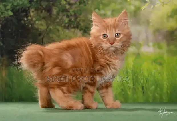 Male Purebred American Shorthair Kitten (0-1 Month) - 1