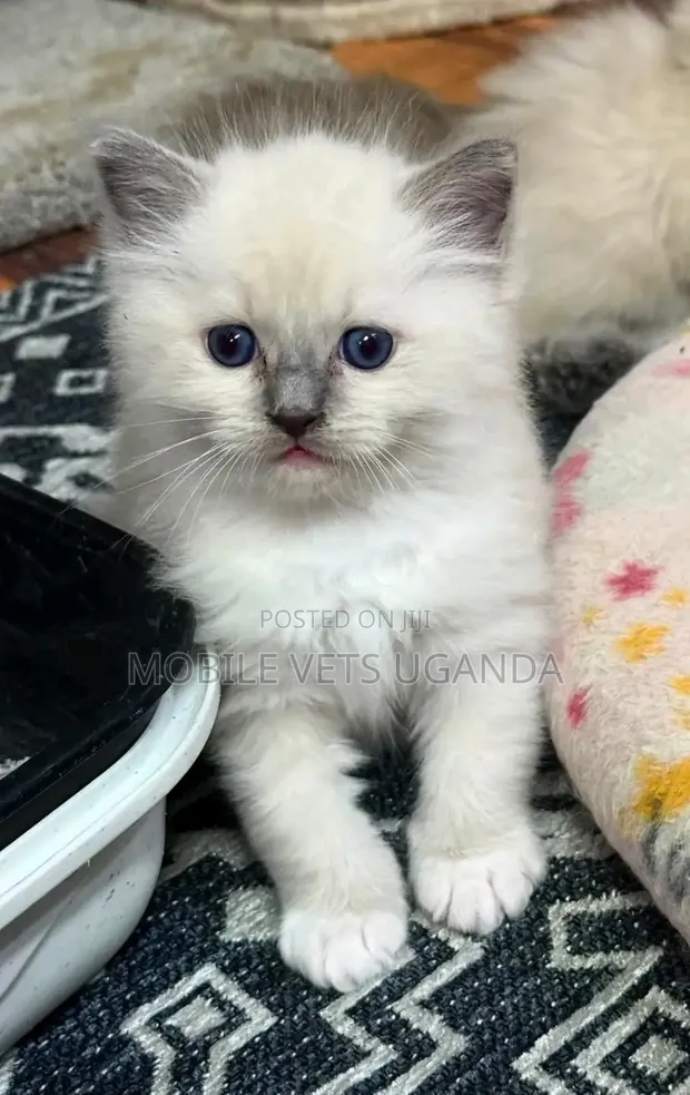 1-3 Month Male Purebred Ragdoll Kitten - 1