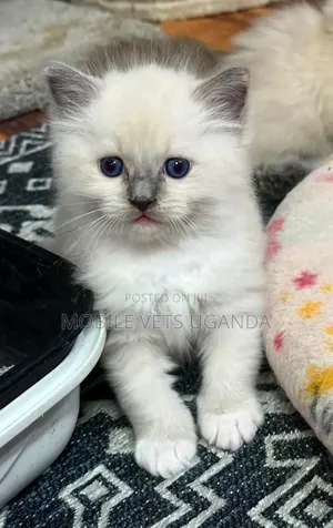 1-3 Month Male Purebred Ragdoll Kitten