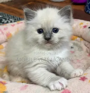 Female Purebred Ragdoll Kitten (1-3 Months)