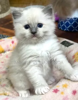Female Purebred Ragdoll Kitten (1-3 Months)