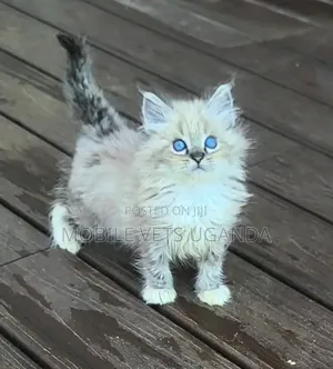 3-6 Month Male Purebred Ragdoll Kitten