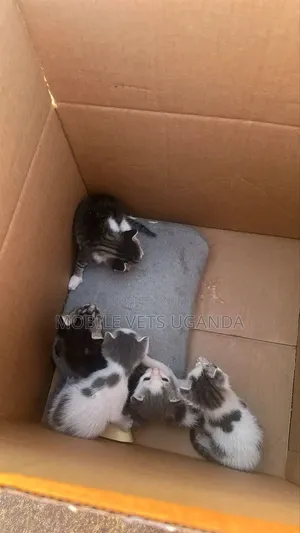 Female Purebred Balinese Kitten (1-3 Months)