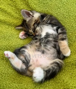 Male Purebred American Bobtail Kitten (0-1 Month)