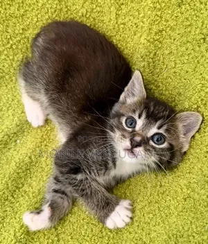 Female Purebred Maine Coon Kitten (1-3 Months)