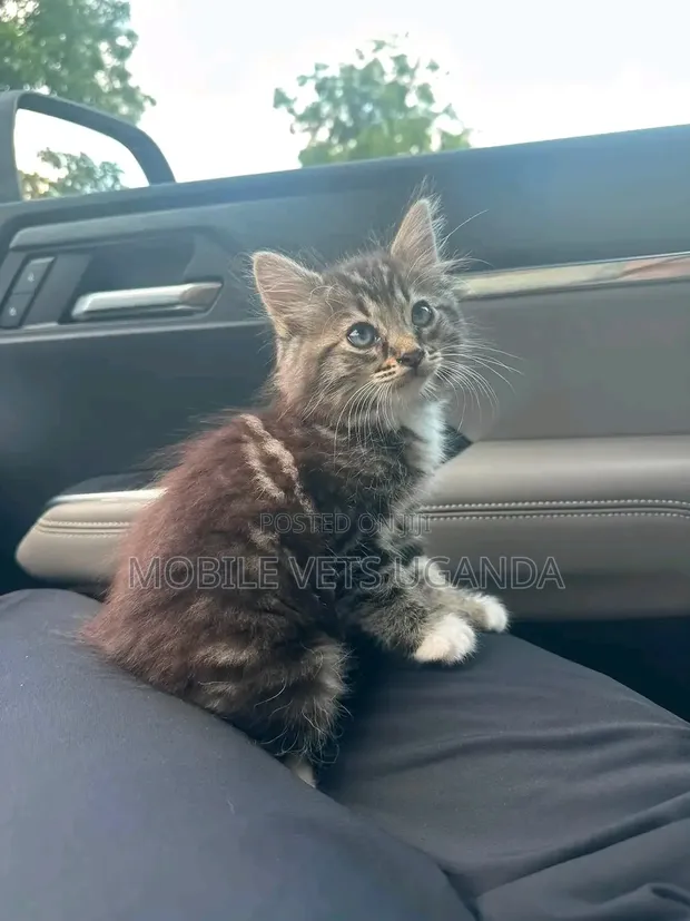 Purebred Maine Coon Kitten - 1-3 Months Old - 1