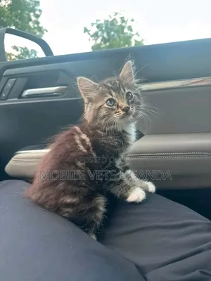 Purebred Maine Coon Kitten - 1-3 Months Old