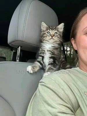 Purebred Maine Coon Kitten - 3-6 Months Female