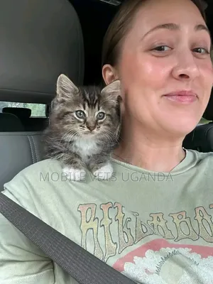 Purebred Bombay Kitten - 1-3 Months Old