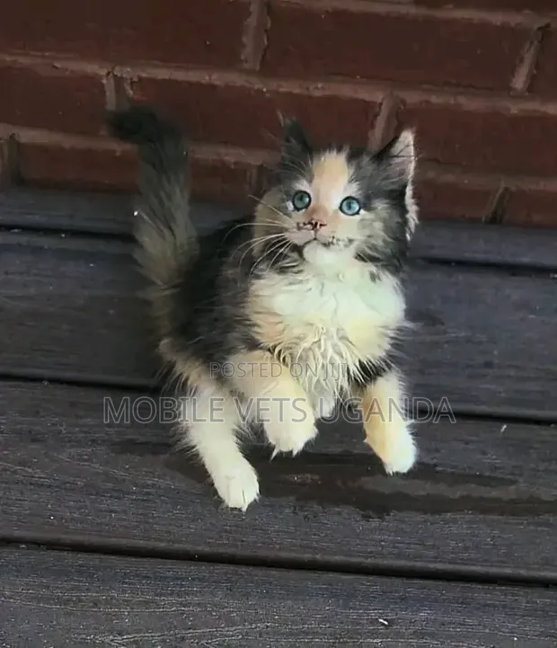 Male Purebred Bombay Kitten, 1-3 Months Old - 1