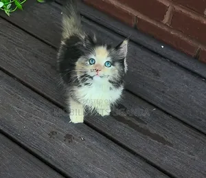 Female Purebred Bombay Kitten, 1-3 Months