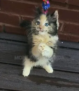 1-3 Month Male Purebred American Bobtail Kitten