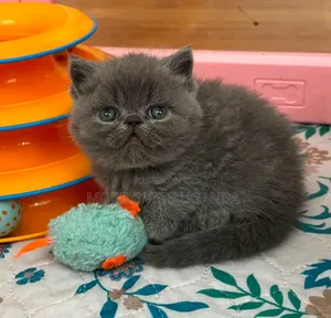 Purebred Bombay Kitten - 0-1 Month Male
