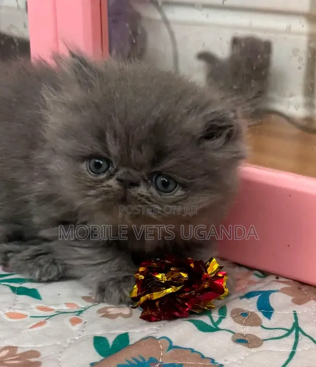 Female Purebred Persian Kitten (1-3 Months) - 1