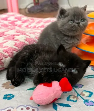 Female Purebred Persian Kitten (1-3 Months)