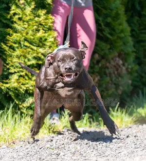 American Pit Bull Terrier, 6-12 Months, Male, Purebred