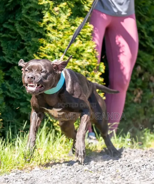 American Pit Bull Terrier, 6-12 Months, Male, Purebred - 1