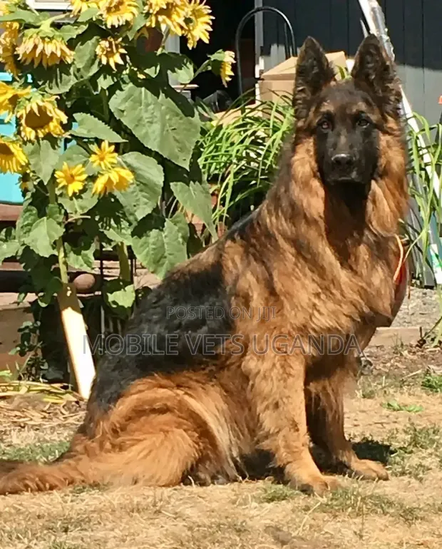 6-12 Month Male Purebred German Shepherd - 1