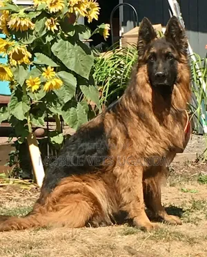 6-12 Month Male Purebred German Shepherd