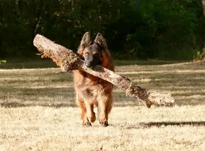 Female Purebred German Shepherd Puppy (3-6 Months)