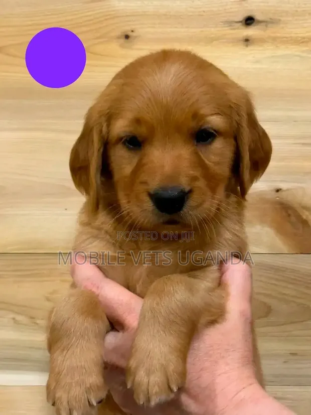 1-3 Month Male Purebred Golden Retriever Puppy - 1