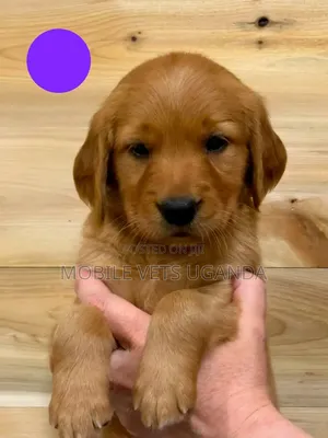 1-3 Month Male Purebred Golden Retriever Puppy