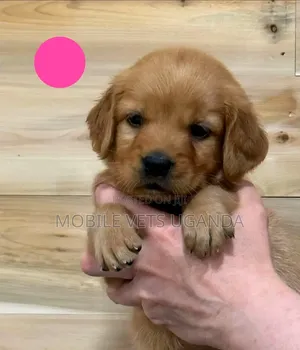 0-1 Month Male Purebred Golden Retriever Puppy