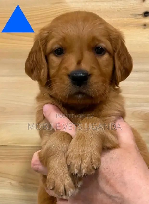 Female Golden Retriever Puppy, 3-6 Months - 1
