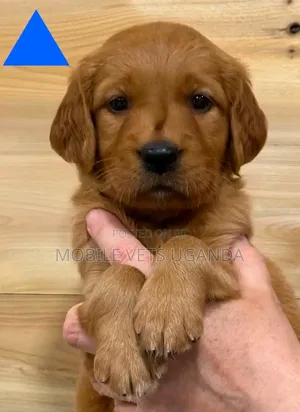 Female Golden Retriever Puppy, 3-6 Months