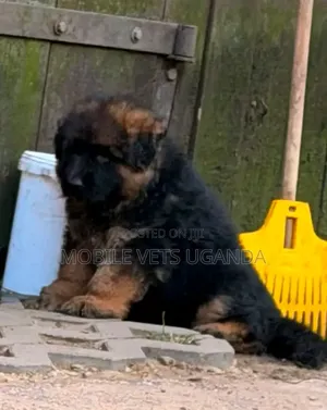 Purebred German Shepherd Puppy (0-1 Month)