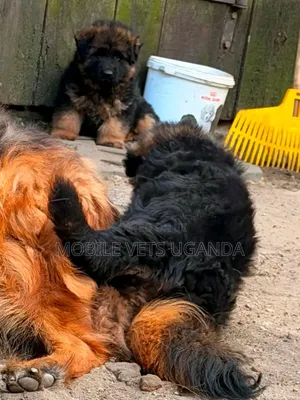 Female Purebred German Shepherd Puppy (0-1 Month)